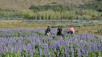 Horseback Riding Tour in Mosfellsbær