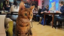 Acrylic Painting Workshop with Cats in Budapest