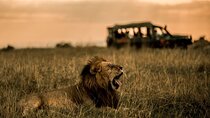 Thrilling 3-Day Private Safari in Masai Mara 
