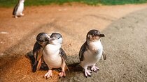 Wine, Dine & Penguins Boutique Phillip Island Tour from Melbourne