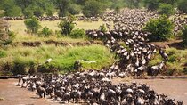 Maasai Mara National Reserve 3 Day Minivan Tour