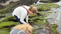 San Diego Tide Pool Tour