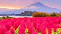 Flower Viewing at Kawaguchiko & Mt. Fuji Day Tour with Kusa Mochi
