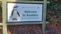 PRIVATE TOUR: Botanical Garden, Muizenberg Beach and Penguins
