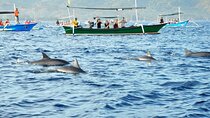 North Bali Dolphin Watching and Snorkeling Tour