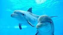 Swim with Dolphins for 30 Minutes with Transfer - Sharm El Sheikh