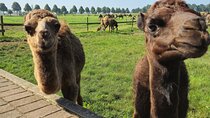 Camel Experience from Amsterdam to Berlicum Privat Group Tour