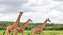 3 Days Maasai Mara Small Group Safari from Nairobi in a 4x4