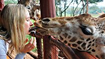 Nairobi Airport Layover Tour Giraffe Center