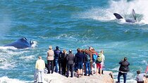 Full Day Whale Watching Tour from Cape Town to Hermanus