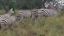 1 Day Nairobi National Park and Giraffe Centre Tour