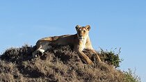4 days 3 nights Masai Mara Game Reserve and Lake Nakuru 