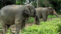 Full Day Elephant Sanctuary Tour with lunch Local food