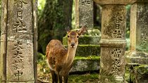 Private Japanese Ancient Tour from Kyoto to Nara