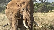 Private Full Day Tour to Amboseli from Nairobi