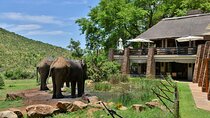 2 Day Pilanesberg Safari at Kwa Maritane Lodge