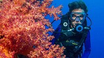 Full Day Hamata & Qulaan Islands Diving Trip W/Lunch :Marsa Alam