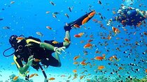 Coral Gardens Snorkeling & Diving Day Trip with Lunch :Marsa Alam