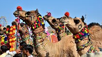 10 Days Rajasthan & Golden Triangle with Tiger Safari Tour by Car