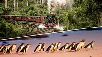 Puffing Billy and Penguin Parade Combo Tour From Melbourne