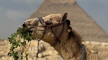 Giza pyramids +sphinx + camel+lunch+ Cash back surprise. 