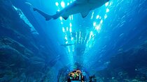 Dubai Aquarium and Underwater Zoo with Penguin Cove
