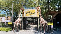 Full day tour: Cheetah outreach, Stellenbosch and Giraffe House