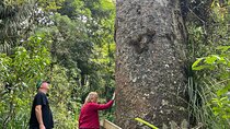 WAIPOUA FOREST Tane Mahuta & KAURI MUSEUM Day Tour from Auckland