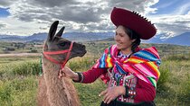 the best sacred valley tour: walk with Alpacas,culture experience