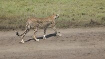 2 Days Safari Adventure in Tanzania