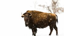 Bear Sanctuary and Bison Reservation Tour