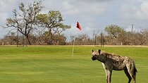 Kruger Park Safari and Skukuza Golf Experience
