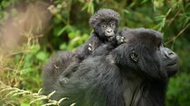 8 Days Charming Safari to Discover Remarkable Rwanda 