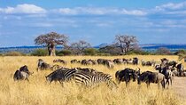 Tarangire Day Safari with Private Guide & Open Jeep Experience