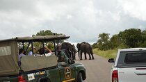 Pilanesberg Shared Transfer and 3 Hour Safari