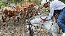 Cowboy for a Day: Explore Colombia’s Countryside near Cartagena