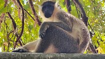 Barbados Private Scenic Tour: With Monkey Feeding Experience