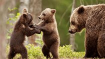 Bear Sanctuary day trip from Brasov Private tour