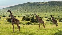 4 Days Maasai Mara Group Joining Safari in 4WD