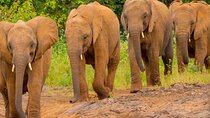 Nairobi National Park, Elephants Orphanage Private Tour