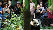 1 Day Panda Breeding Center Plus Chengdu City Tour