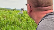 1 Day Best Mabamba Swamp Shoebill Birding Tour, Lake Victoria