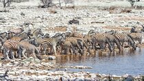 3-Day Etosha National Park Big Five Safari