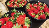 Strawberry Picking in Stellenbosch