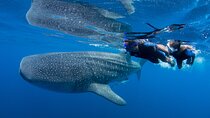 Whale shark expedition snorkeling tour from Cancun & Riviera Maya