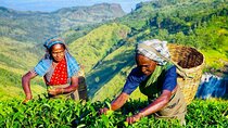 Horton Plains Tea Factory and Nuwara Eliya Day Tour