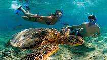 Akumal Reef Snorkel and Turtle Sanctuary From Riviera Maya