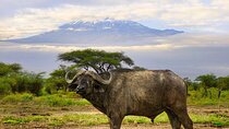 2 Days Amboseli Safari Adventure from Nairobi Classic Game Drives