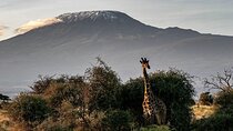 Rongai Trail to Kilimanjaro Summit Multi Day Tour