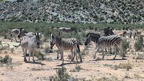 Aquila Game Reserve Safari: Private Tour